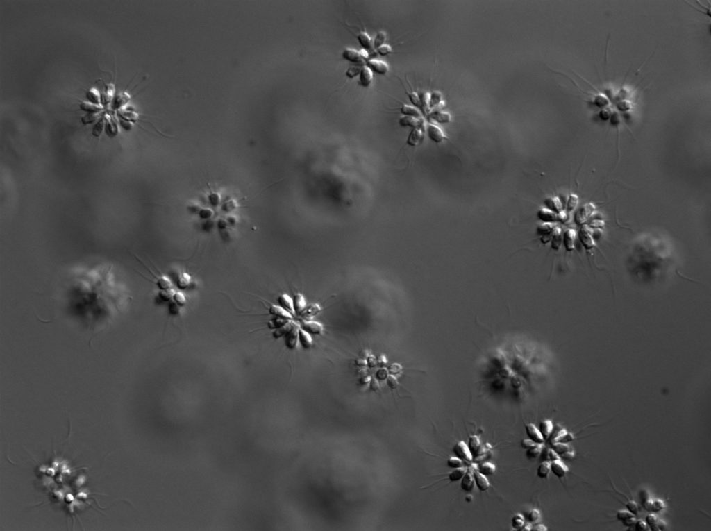 dayel_protero_colonies