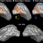 Нейросеть помогла понять распознавание лиц мозгом