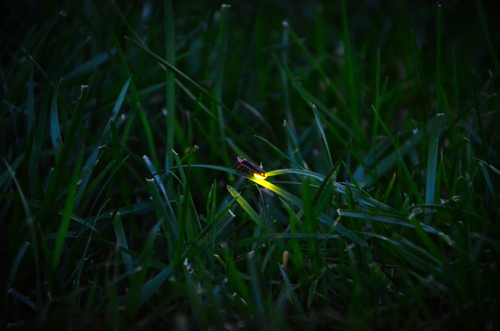 firefly-amanjeev
