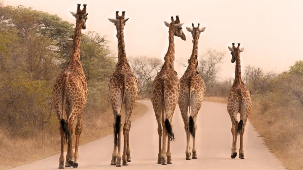 giraffes-tall_4fea8e5b9ff831a3