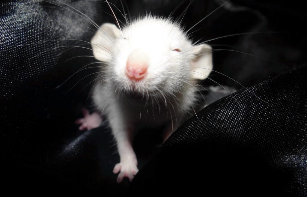 happy_baby_rat_by_angelusik666-d59dj59