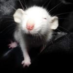 Ученые: крысы «улыбаются» ушами