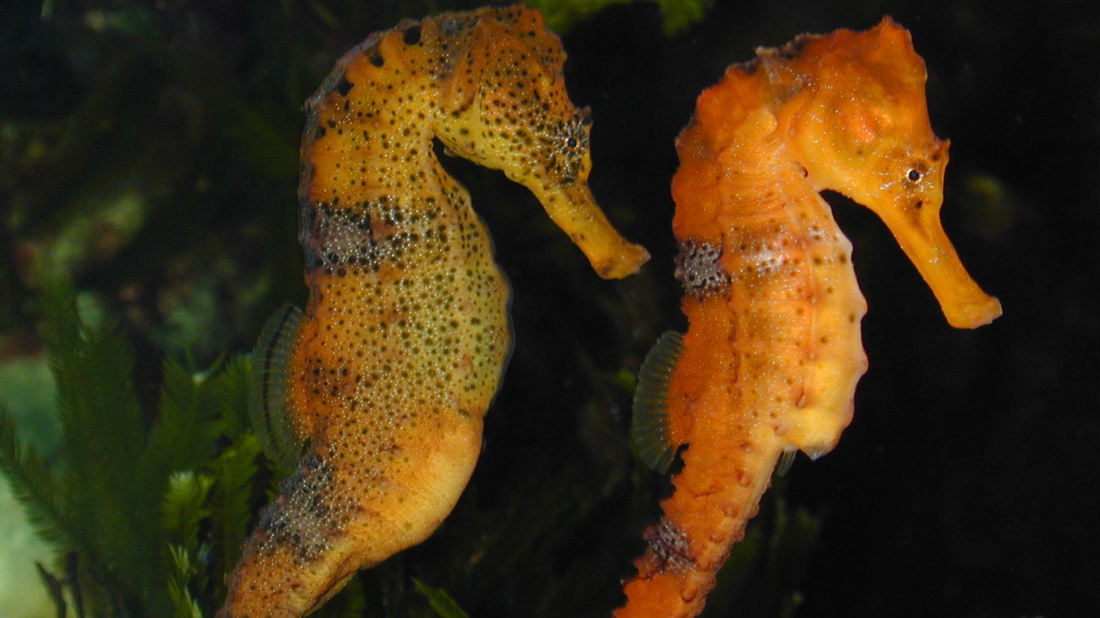 hippocampus-cf-reidi-brazilian-seahorse-andreas-marz