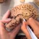 Ученые узнали, откуда у человека появился мозг