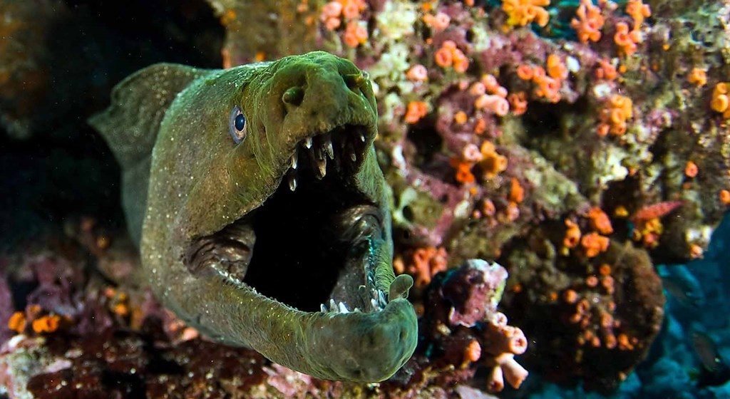 moray-eel