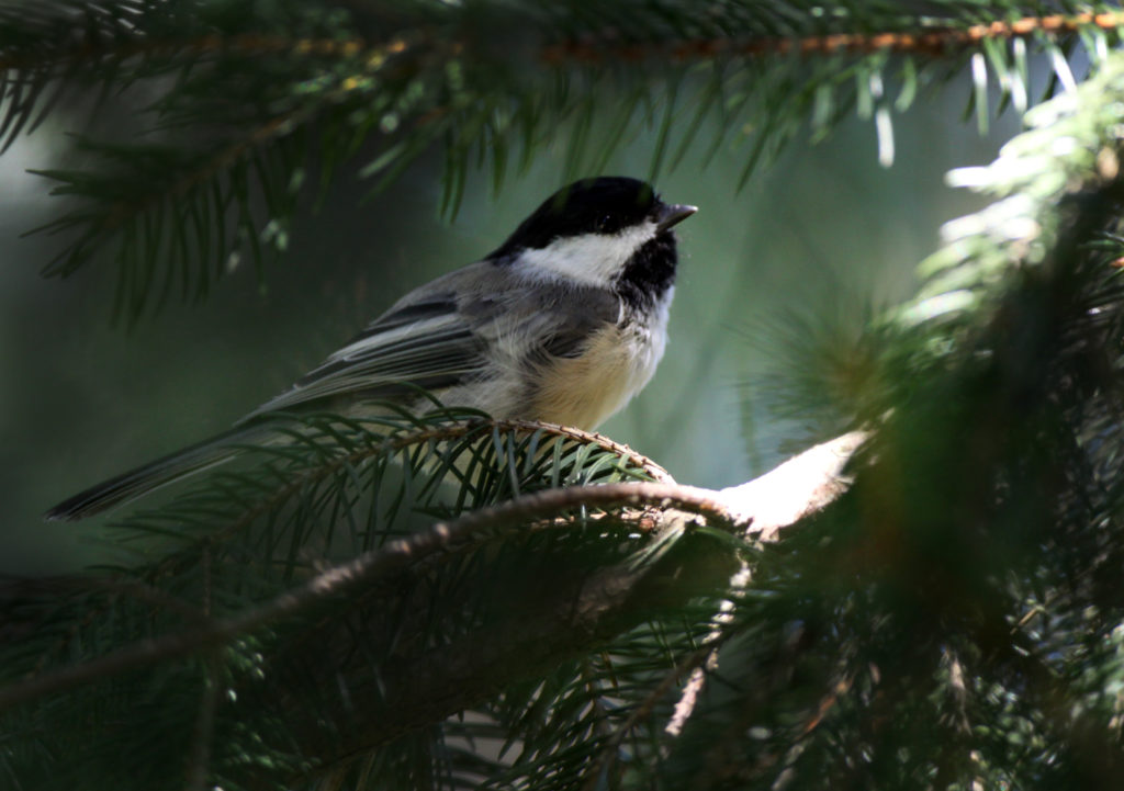 poecile_atricapillus_5060979079