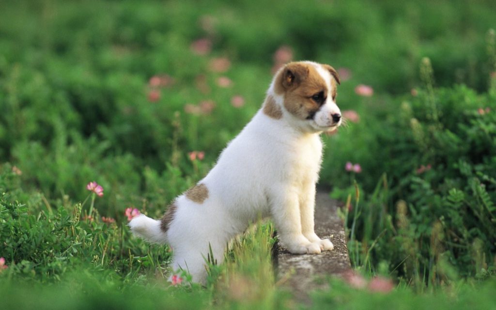 pretty-dog-wallpaper-puppies-13906519-1920-1200