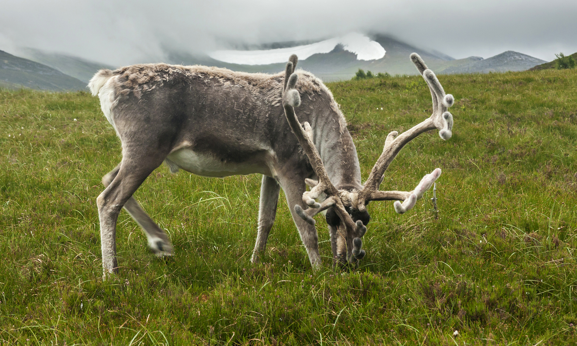 reindeer-find-food-586900723