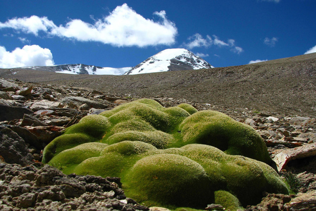 thylacospermum8