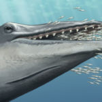 Ученые обнаружили «недостающее звено» в эволюции китов