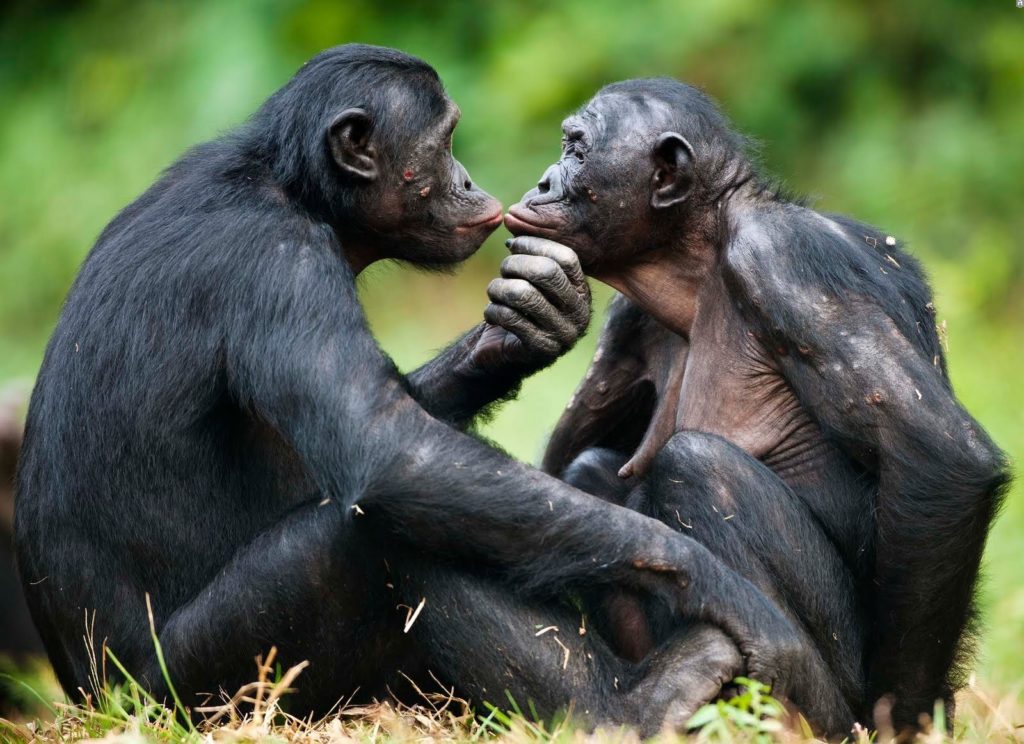 1467349489_bonobo