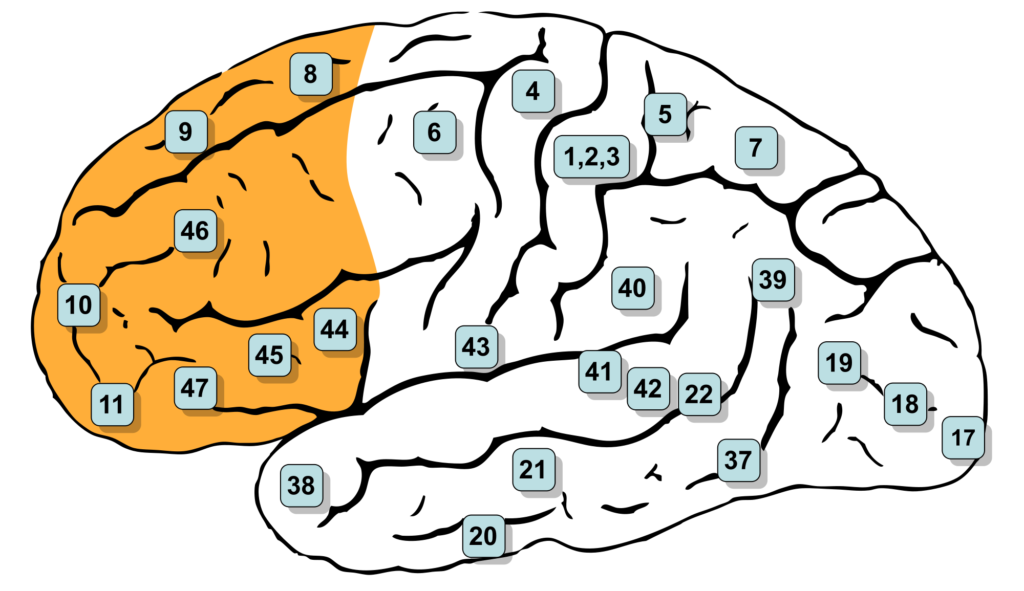 2000px-gray726-brodman-prefrontal