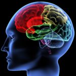 Ученые нашли «виагру» для мозга