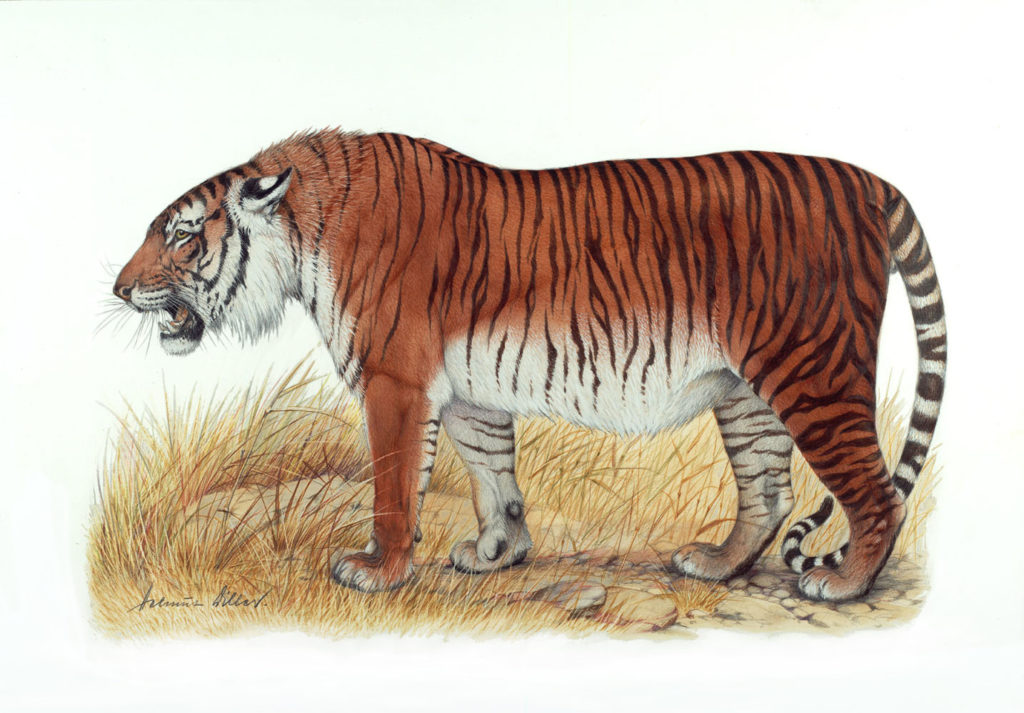 caspian_tiger_16207_1