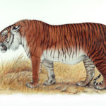Ученые назвали условия «оживления» туранского тигра