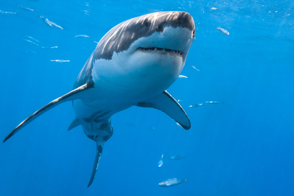 great-white-shark-from-below