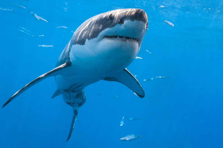 great-white-shark-from-below