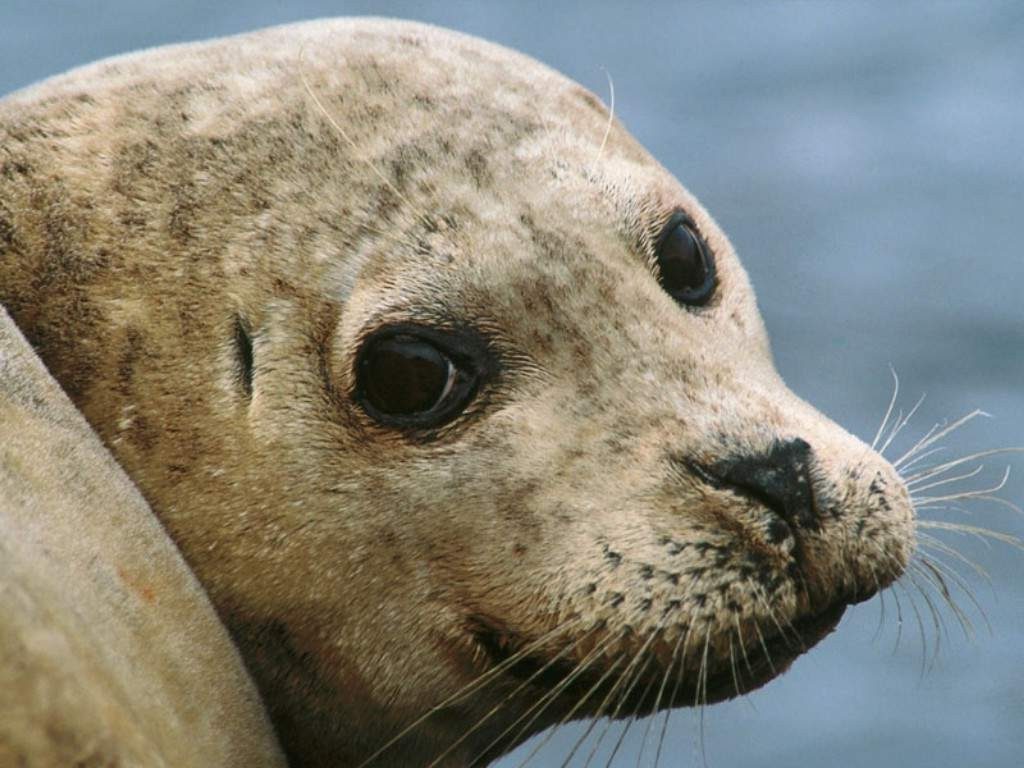 harbor-seal-1-o1dzhilpfl-1024x768-e1413132402227