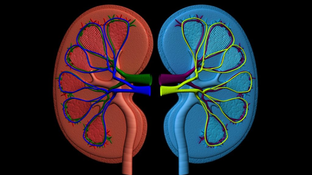 kidney-living-donation