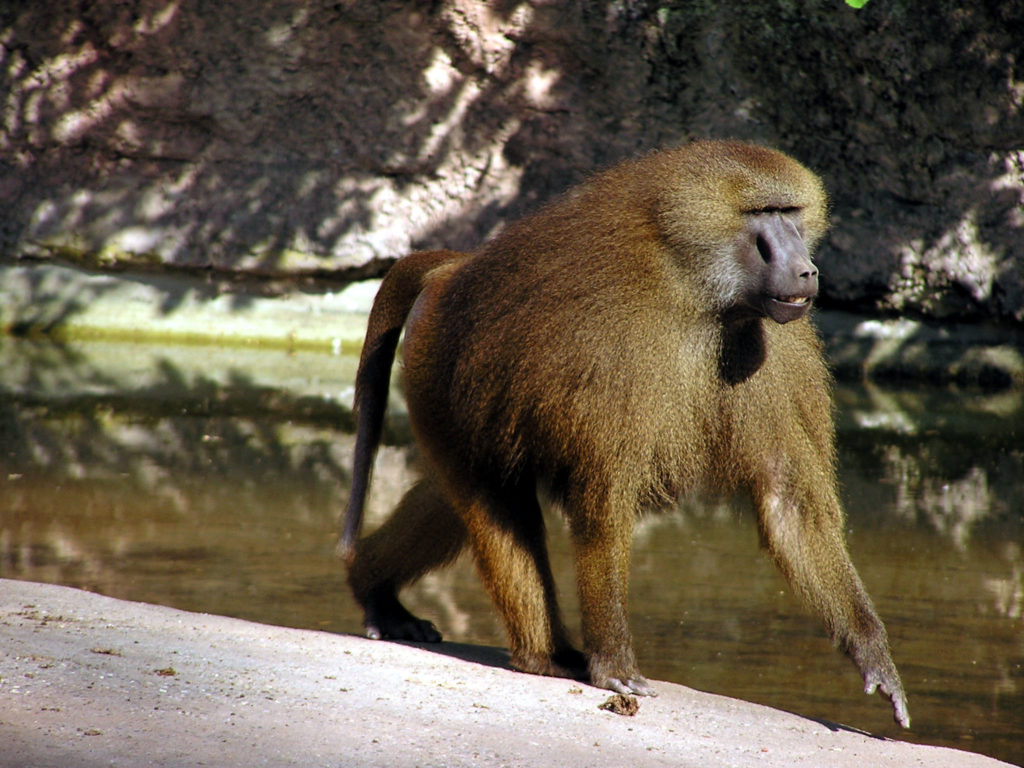 male_guinea_baboon_in_nuremberg_zoo