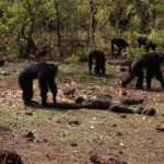 Шимпанзе избили, убили и частично съели своего старого тирана