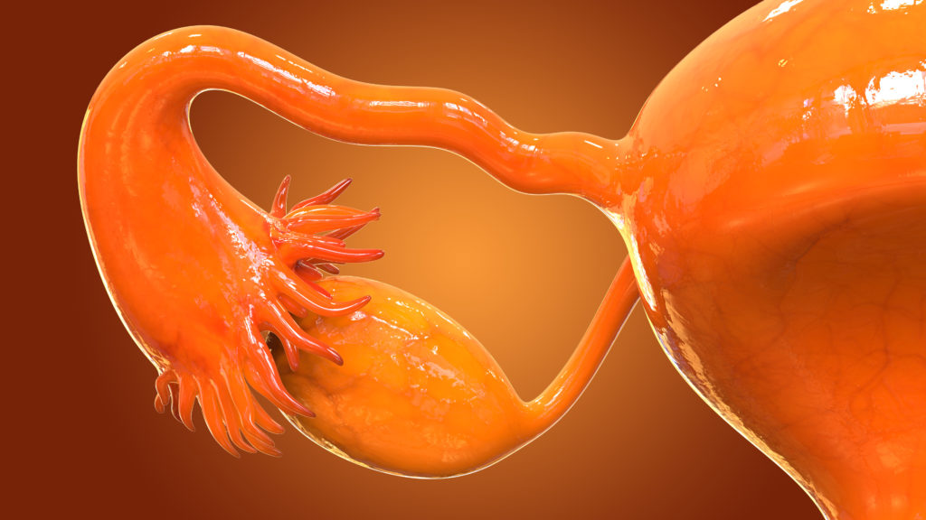 ovaries