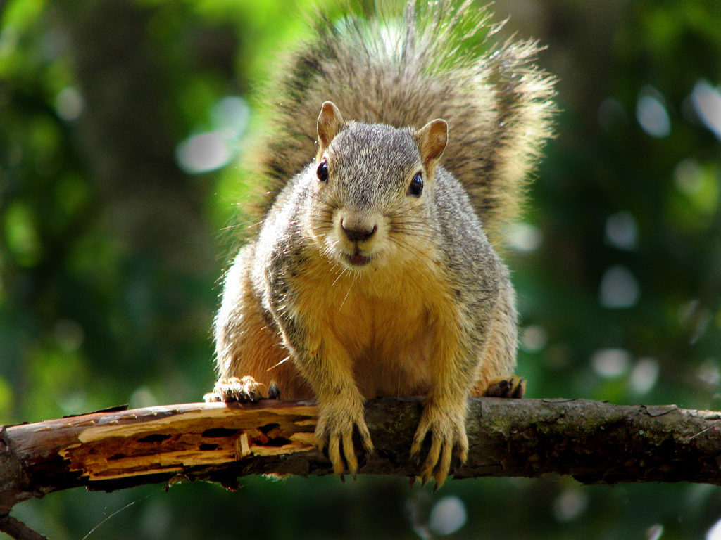 squirrelctsymattmcgee