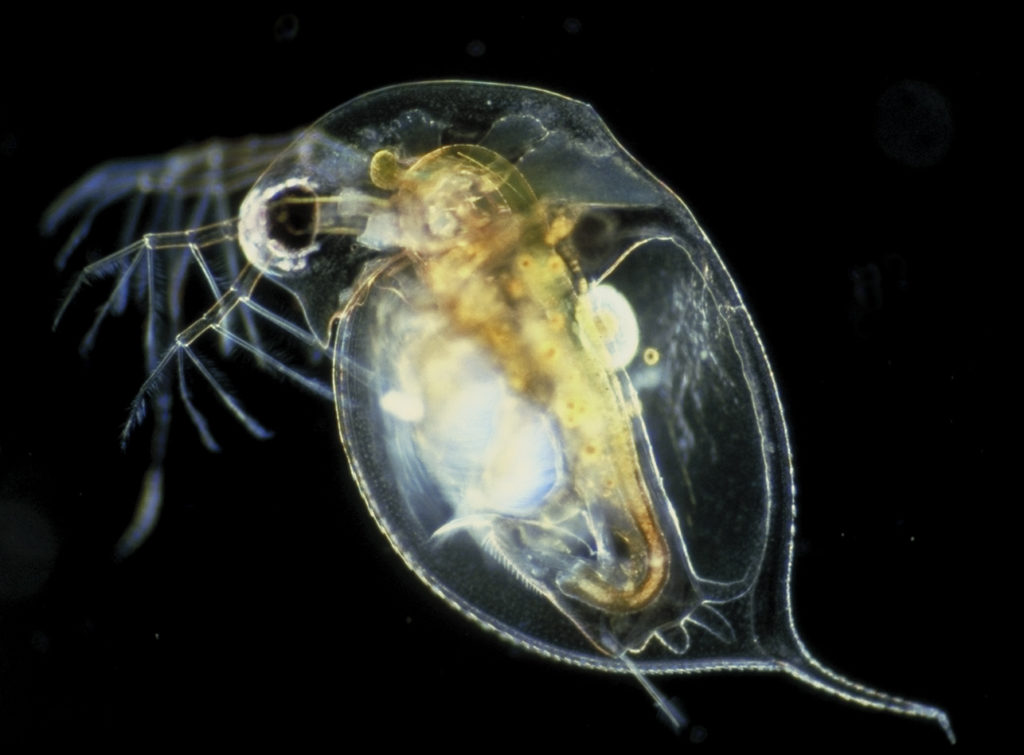 temp_file_daphnia_img0004_hebert1