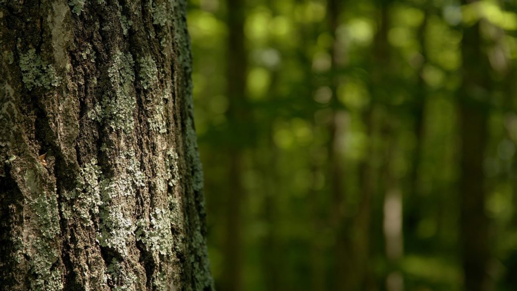 tree-wallpaper-bark-download
