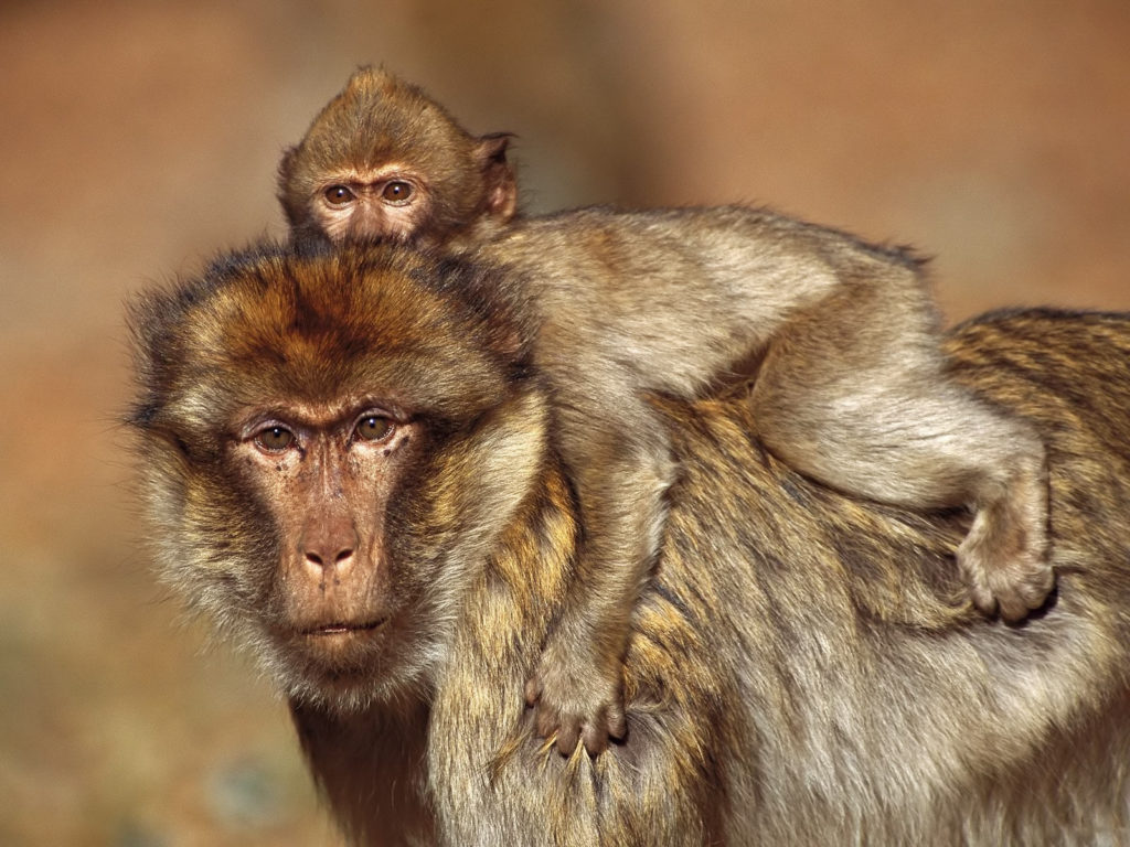 yellow_baboon_with_its_young