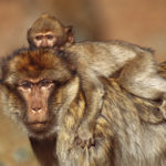 Самцов бабуинов уличили в систематическом фетициде