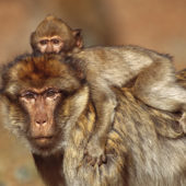 yellow_baboon_with_its_young