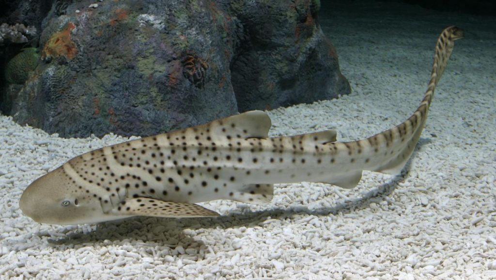 zebra-shark