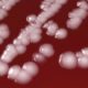 Медики назвали «грязную дюжину» самых опасных устойчивых к антибиотикам бактерий