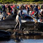 В Новой Зеландии на берег выбросились еще 200 дельфинов