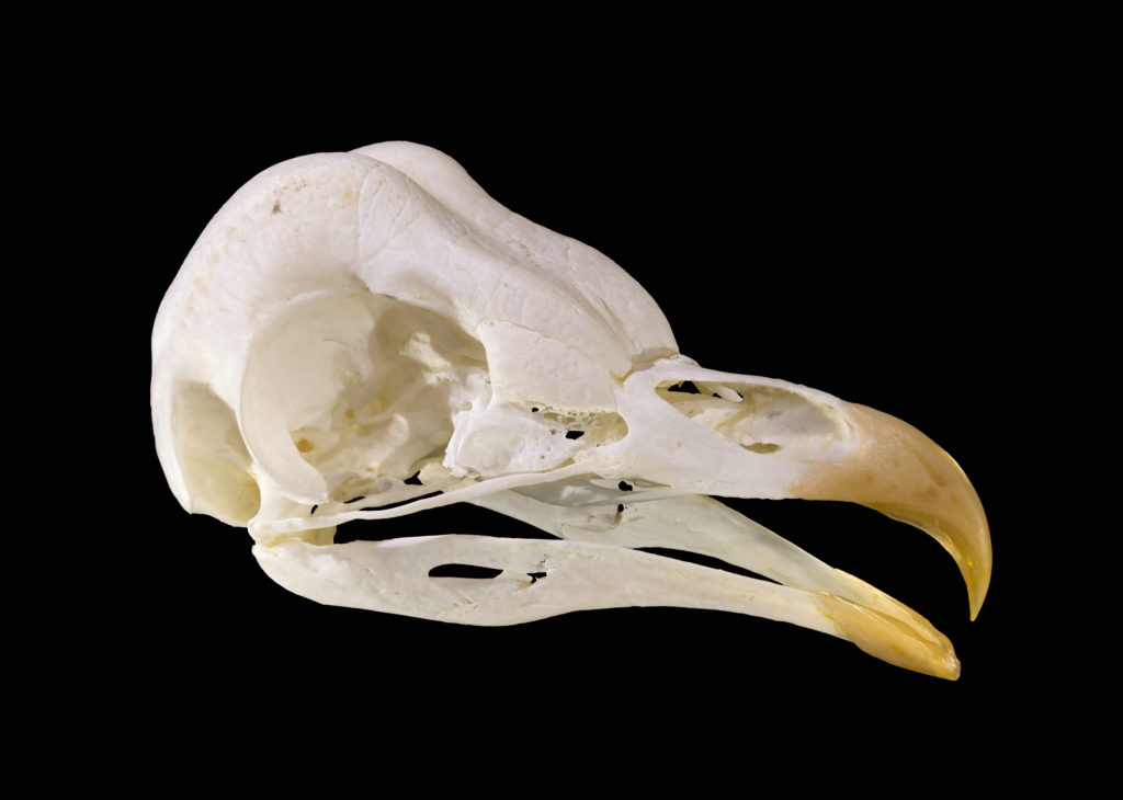 chouette_crane_2