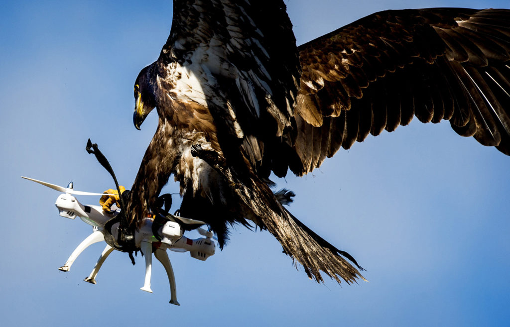 eagle-of-the-guard