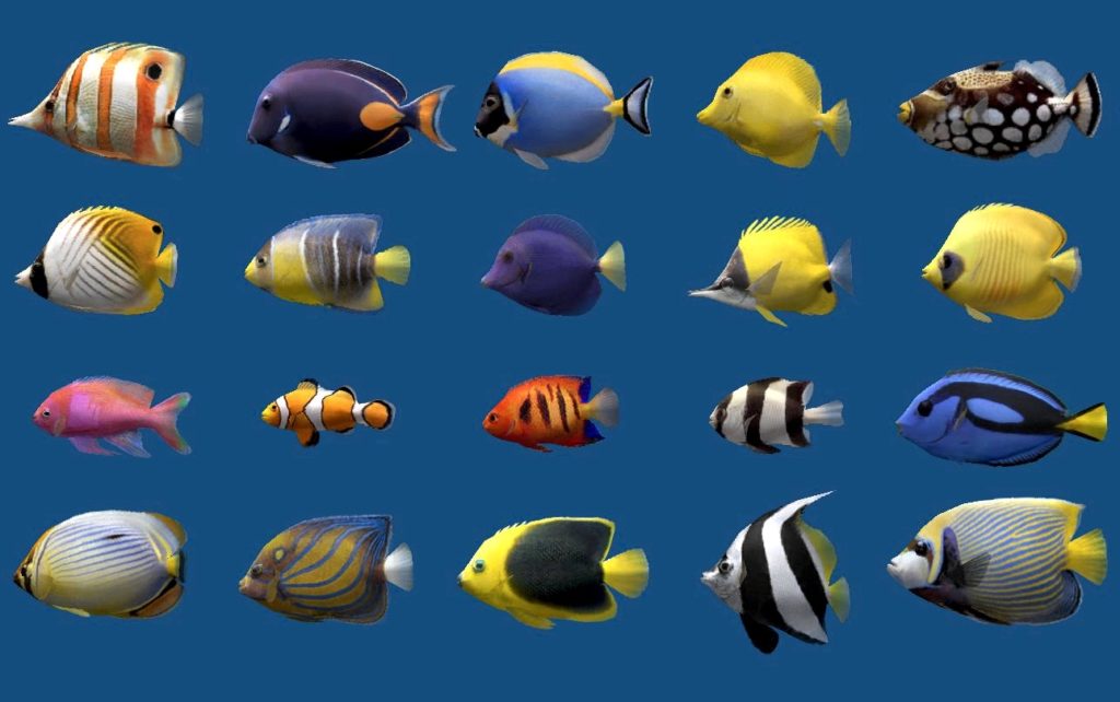 fish