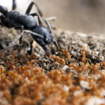 Маленькие агрессивные муравьи защитили крупных и спокойных