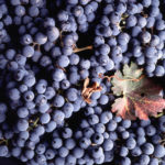 Виноград защитил пожилых от «умеренной деменции»