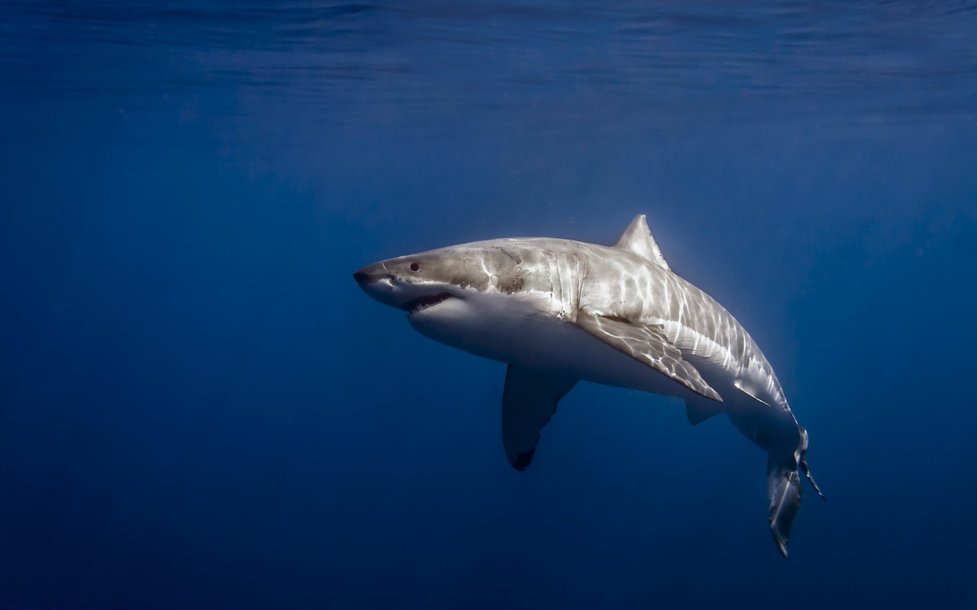 great-white-shark-carcharodon-carcharias-isla-de-guadalupe-mexico