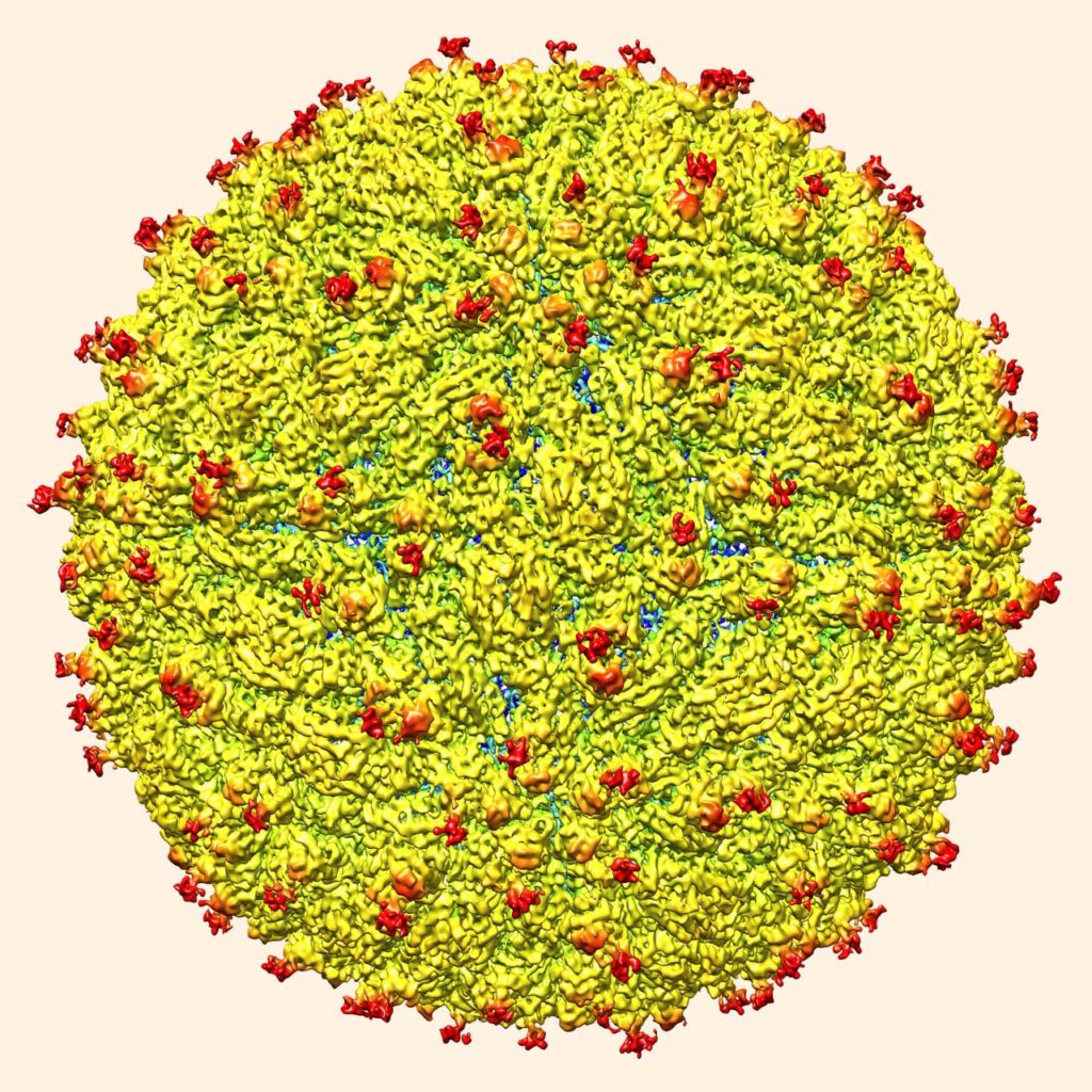image_3749e-zika-virus