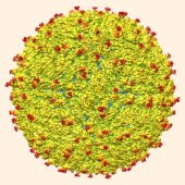 image_3749e-zika-virus