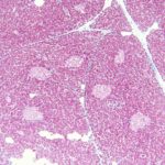 Модифицированные гепатоциты избавили мышей от диабета