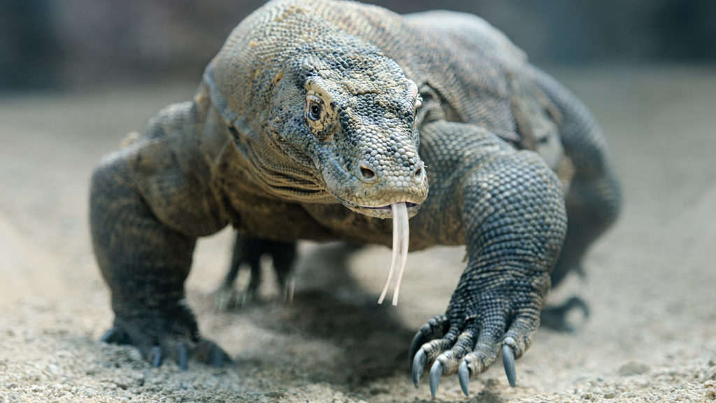 komodo