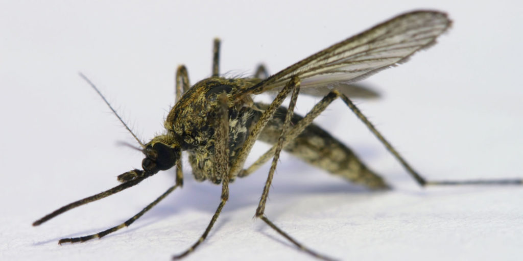 landscape-1445726551-g-lifecycle-of-malaria-parasite-184908179