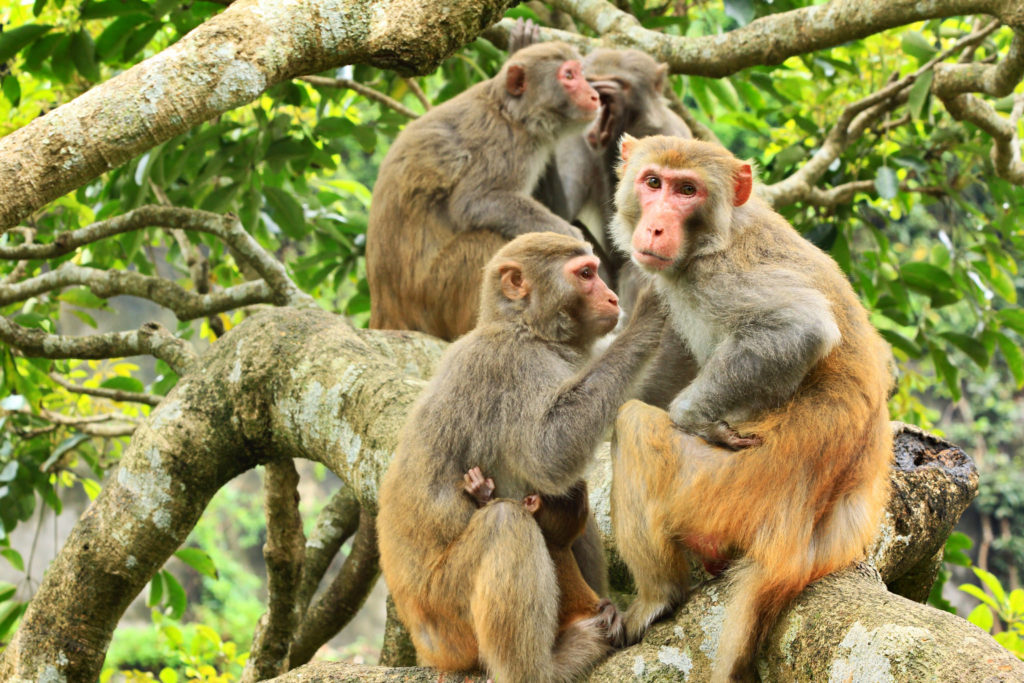 rhesus-macaque-cattan2011