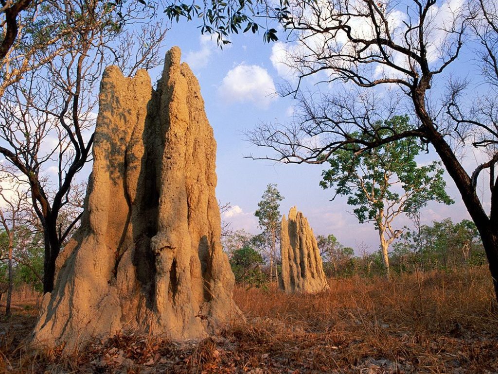 termite