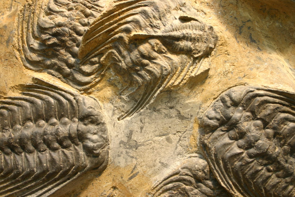 trilobite0