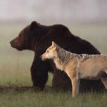 Медведи сократили число убийств волками